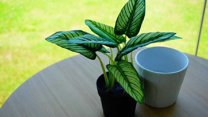 Plant, Tropical Climate, China - East Asia, Aglaonema, Arum Family