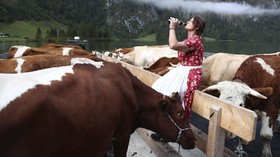 FOTO: Usai Sudah Liburan Musim Panas Sapi-sapi Bavaria