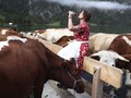 FOTO: Usai Sudah Liburan Musim Panas Sapi-sapi Bavaria