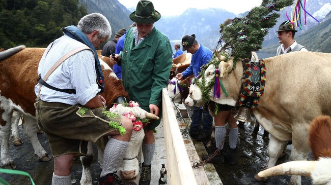 FOTO: Usai Sudah Liburan Musim Panas Sapi-sapi Bavaria