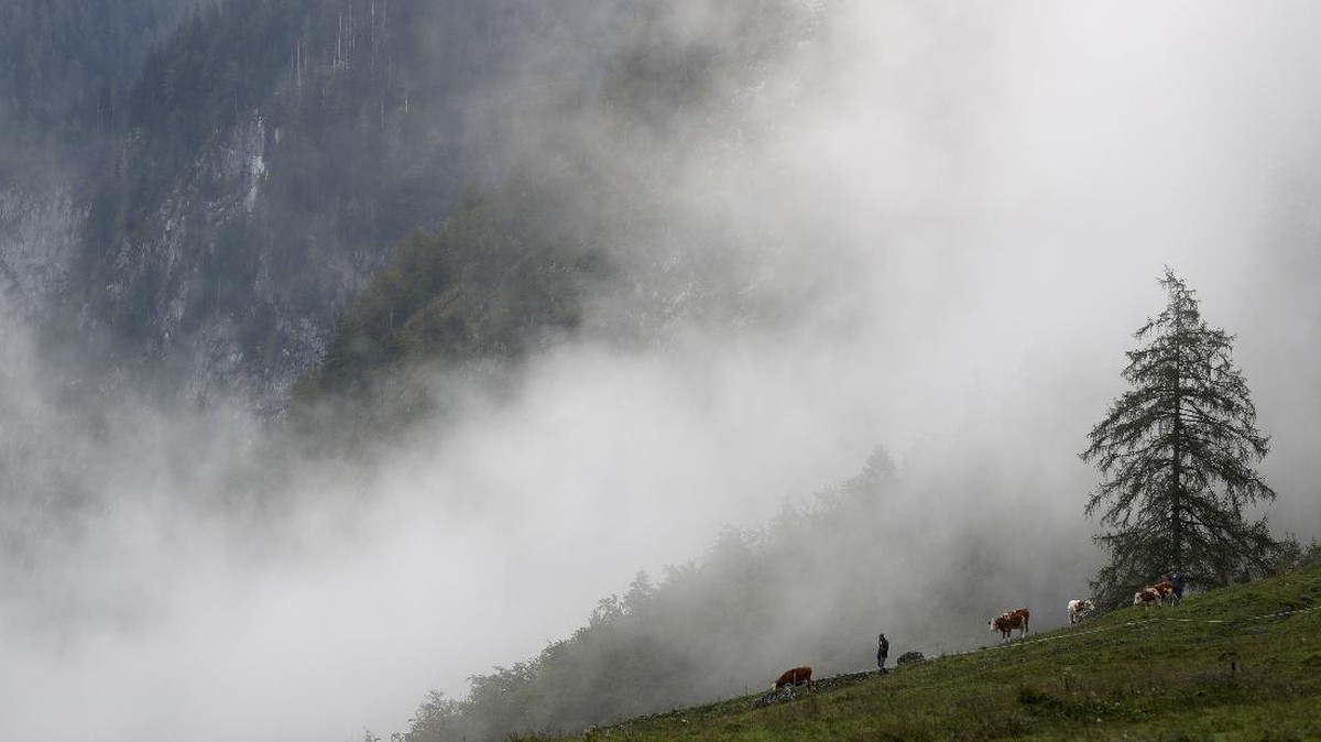 FOTO: Usai Sudah Liburan Musim Panas Sapi-sapi Bavaria