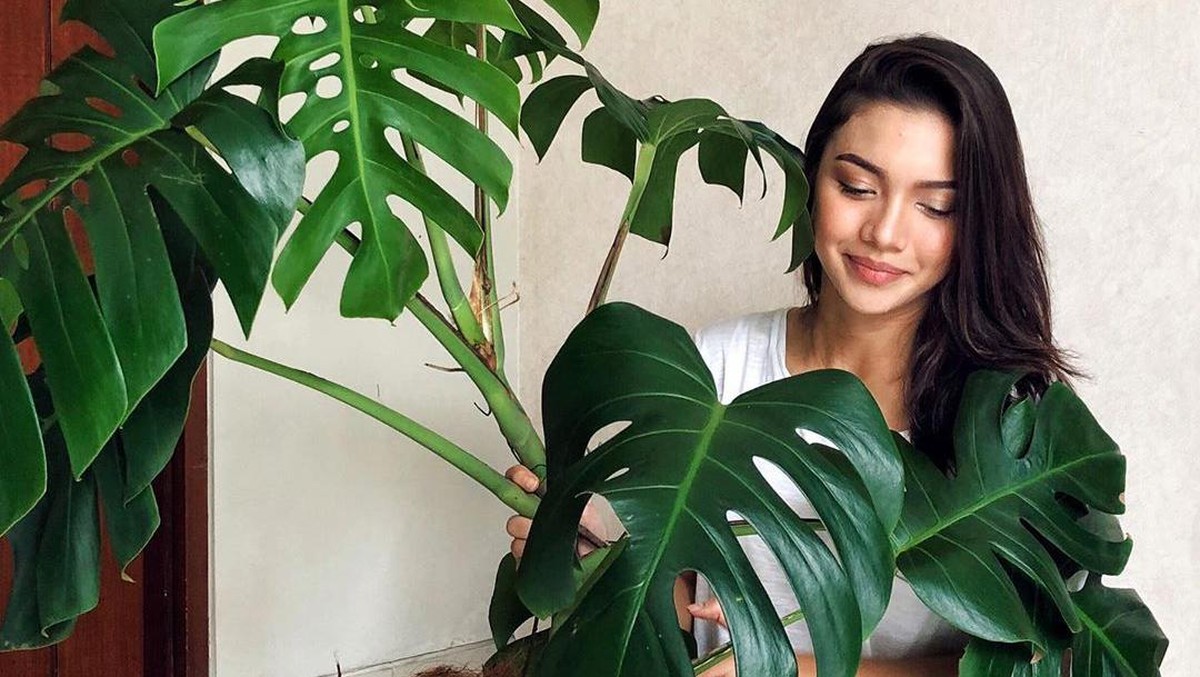 Seleb koleksi tanaman hias