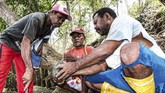 FOTO: Tradisi Kapak Batu Zaman Neolitikum di Tanah Papua Masyarakat Papua mempertahankan tradisi peralatan kapak batu lonjong dan persegi sejak zaman Neolitikum hingga saat ini.