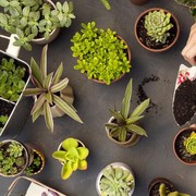 Yuk Mulai! Inilah Cara Untuk Membuat Kebun Tanaman Bahan Dapur di Rumah!