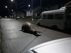 Bagaimana Jadinya Kalau Gajah Laut Nyasar ke Jalan?
