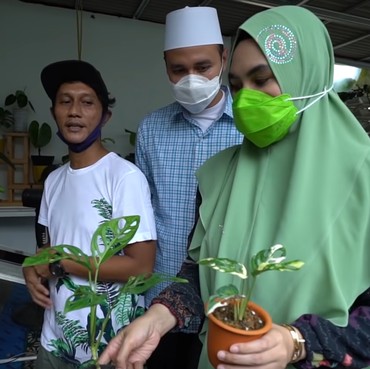 Kartika Putri Kaget Tanaman Janda Bolong Seharga Ratusan Juta Rupiah