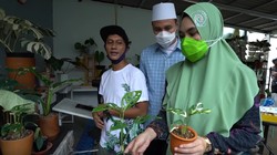 Kartika Putri Kaget Tanaman Janda Bolong Seharga Ratusan Juta Rupiah