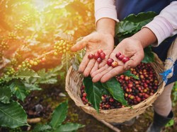 Petani Kopi Milenial Pasuruan Raup Omzet Rp 100 Juta/Bulan, Mau Ikutan?