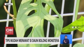 VIDEO: Tips Mudah Merawat si Daun Bolong