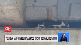 VIDEO: Kucing Terjebak 1 Minggu di Tiang Tol