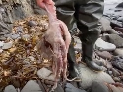 Ratusan Biota Laut Mati di Pantai Rusia