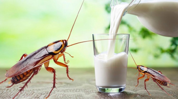 Susu Kecoa dan Susu Rusa, 5 Susu Ini Bukan Berasal dari Sapi
