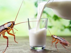Susu Kecoak Disebut Bisa Jadi Alternatif Pangan Masa Depan