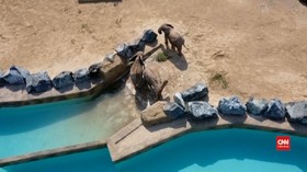 VIDEO: Tempat Pembuangan Sampah yang Jadi Kebun Binatang