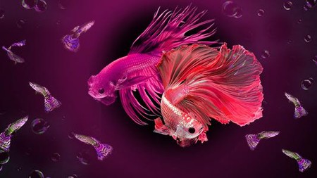 Terpana Pesona Ikan 'Berwarna'