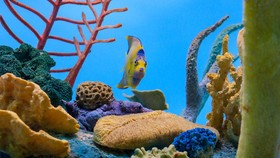 5 Manfaat Memelihara Ikan dalam Akuarium bagi Kesehatan