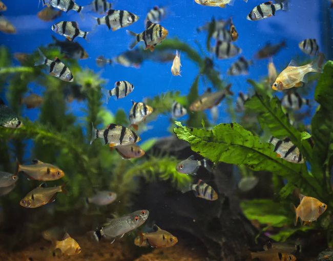 10 Jenis Ikan Hias Air Tawar Berukuran Kecil