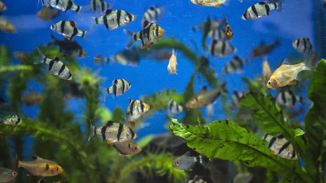 Selain memiliki beragam jenis, bentuk, corak, dan warna, jenis ikan hias air tawar kecil cukup mudah perawatannya dan tak begitu menguras kantong.
