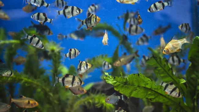 10 Jenis Ikan Hias Air Tawar Berukuran Kecil