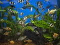 10 Jenis Ikan Hias Air Tawar Berukuran Kecil
