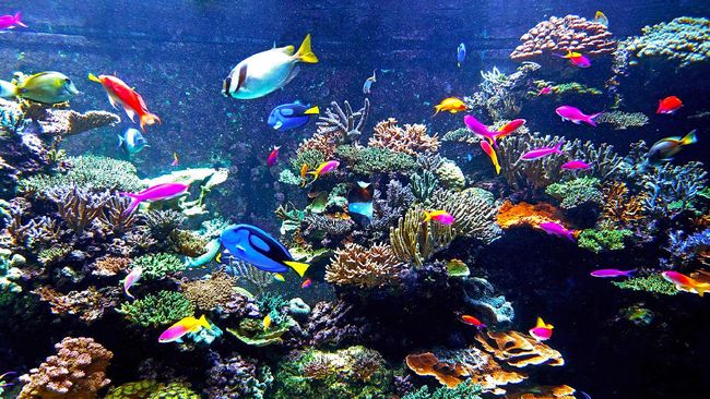 770 Koleksi Ikan Hias Air Laut Untuk Aquarium HD