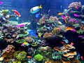 Viral Ikan Bergigi Manusia yang Diklaim Rasanya Enak