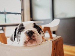 Seru! Nongkrong di 5 Kafe Tangerang Ini Bisa Ajak Anjing Peliharaan