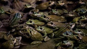 Spesies Katak Baru Ditemukan di Hutan Amazon Peru