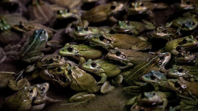 Spesies baru katak berkantung ditemukan di hutan Amazon Peru.