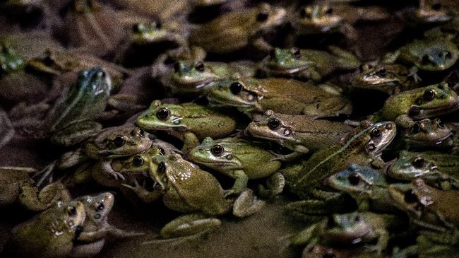 Spesies Katak Baru Ditemukan Di Hutan Amazon Peru