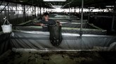 FOTO: Mencicipi Menu Katak yang Jadi Favorit Orang Prancis Katak, terutama kaki katak menjadi salah satu menu favorit orang Prancis. Pada 2017 saja dalam setahun konsumsi daging katak beku mencapai 4.000 ton.