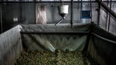 FOTO: Mencicipi Menu Katak yang Jadi Favorit Orang Prancis Katak, terutama kaki katak menjadi salah satu menu favorit orang Prancis. Pada 2017 saja dalam setahun konsumsi daging katak beku mencapai 4.000 ton.
