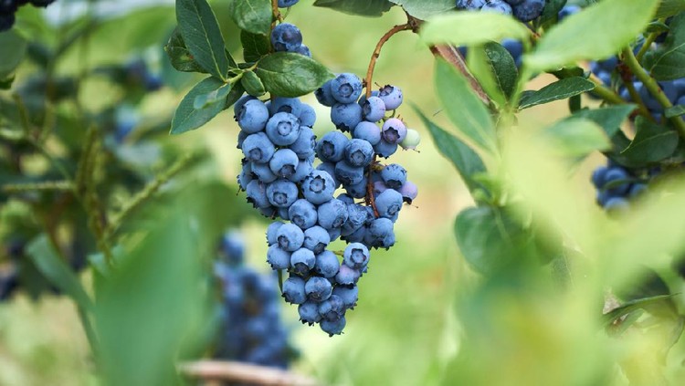 Fresh organic blueberrys on the bush. Vivid colors