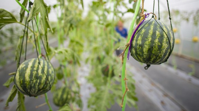 Agricultural industry of watermelon cultivation in greenhouses