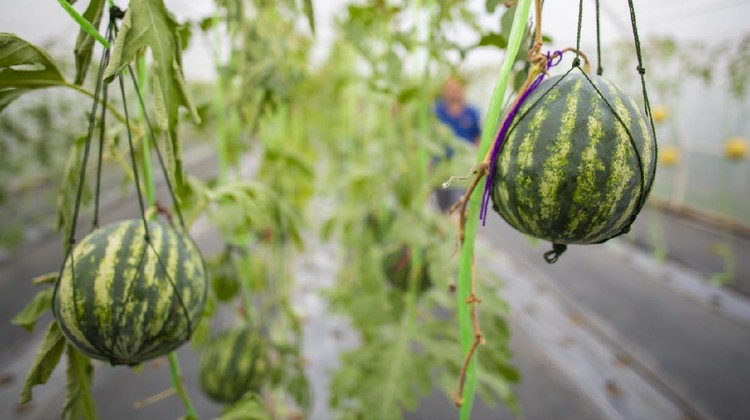 Agricultural industry of watermelon cultivation in greenhouses