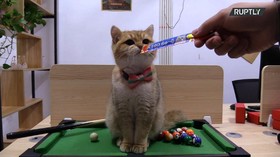 VIDEO: Viral Kucing Gemar Main Billiard