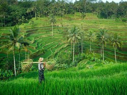 Ubud Kota Wisata Terbaik ke-4 di Dunia, Wisata Seru di Lereng Gunung Salak