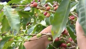 Menyesap Ragam Kopi Otentik di Tanah Toba