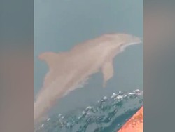 Lumba-lumba Muncul di Pulau Pramuka Kepulauan Seribu, Begini Ceritanya