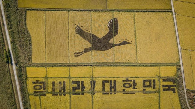 FOTO: Salam 'Hwaiting!' dari Orang-orangan Sawah di Korea