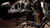 FOTO: Fosil Allosaurus Dilelang di Paris, Ditaksir Rp20 M Allosaurus bisa disebut sebagai kadal raksasa, namun dengan struktur tulang belakang yang cukup unik. Fosil ini dilelang pada 13 Oktober waktu setempat.