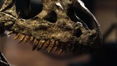 FOTO: Fosil Allosaurus Dilelang di Paris, Ditaksir Rp20 M Allosaurus bisa disebut sebagai kadal raksasa, namun dengan struktur tulang belakang yang cukup unik. Fosil ini dilelang pada 13 Oktober waktu setempat.