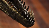 FOTO: Fosil Allosaurus Dilelang di Paris, Ditaksir Rp20 M Allosaurus bisa disebut sebagai kadal raksasa, namun dengan struktur tulang belakang yang cukup unik. Fosil ini dilelang pada 13 Oktober waktu setempat.
