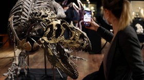 FOTO: Fosil Allosaurus Dilelang di Paris, Ditaksir Rp20 M