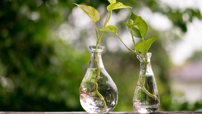 5 Tanaman Hias yang Bisa Ditanam di Botol dan Mudah Dirawat