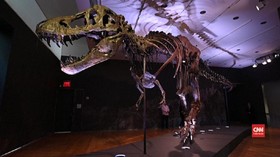 VIDEO: Rangka T-Rex Terjual Rp467 miliar