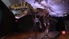VIDEO: Rangka T-Rex Terjual Rp467 miliar