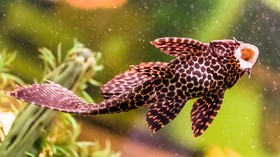 9 Jenis Ikan Hias Air Tawar yang Bisa Dicampur