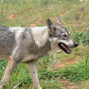 Jangan Sampai Kena, Cegah Virus Rabies dengan 4 Tindakan Preventif Berikut