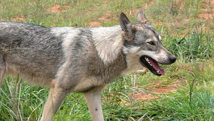 Jangan Sampai Kena, Cegah Virus Rabies dengan 4 Tindakan Preventif Berikut